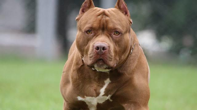 İnsanlar neden pitbull gibi çirkin, sevimsiz köpeği besler?