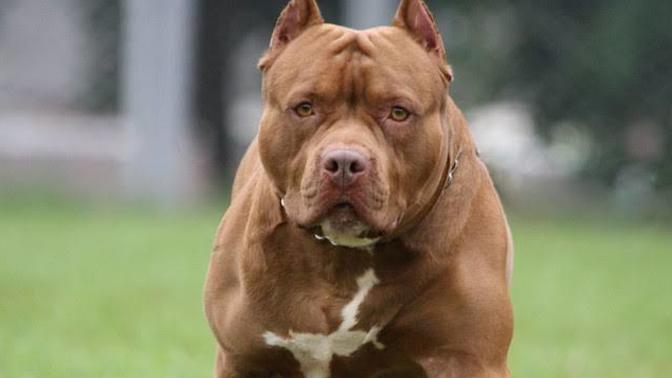 İnsanlar neden pitbull gibi çirkin, sevimsiz köpeği besler?