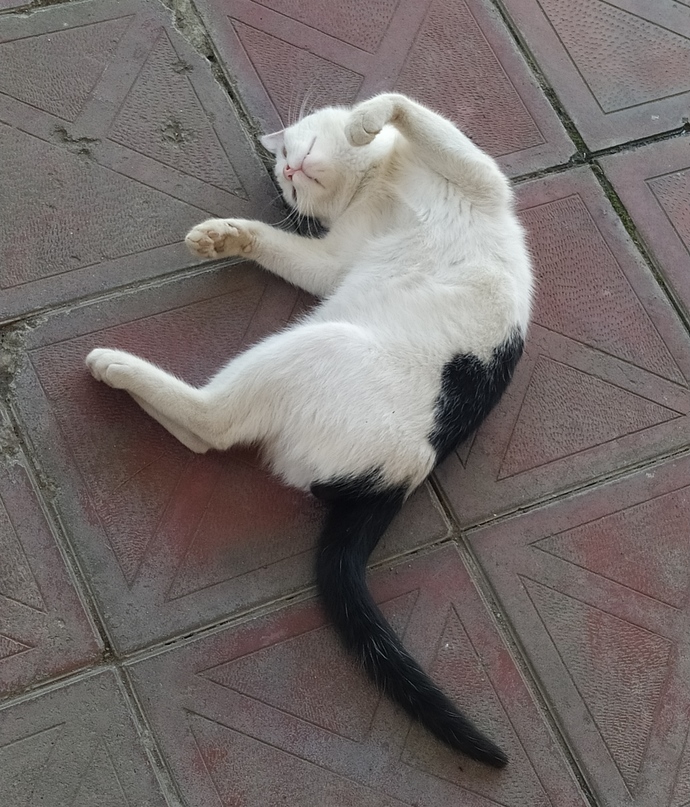 Sıcakla aranız nasıl? bizim kedinin artık dayanacak gücü kalmadı 😂😂?