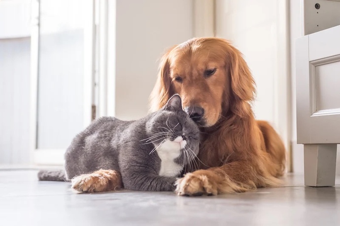 Kedi insanı mısınız köpek insanı mı?