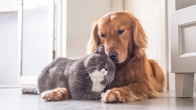 Kedi insanı mısınız köpek insanı mı?