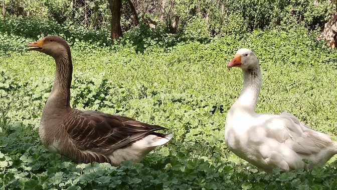 Sizce bu kazlar ne suç işlemiştir 🤣?