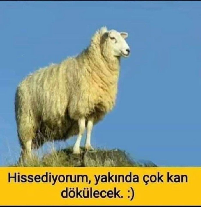 Kurban hayvanınız belli mi?
