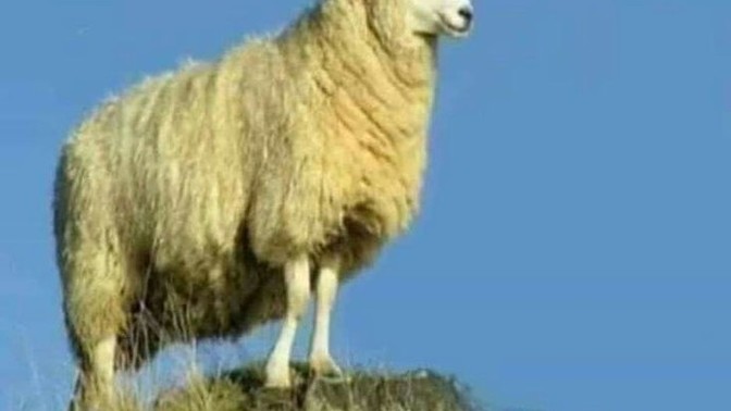 Kurban hayvanınız belli mi?