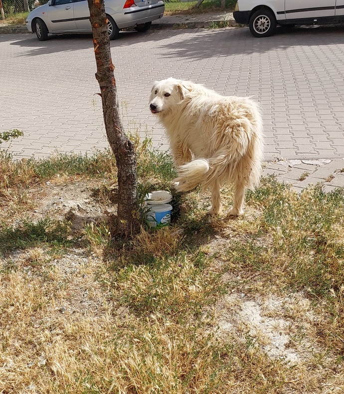 Bu tatlı köpeğin cinsi ne sizce 😍?