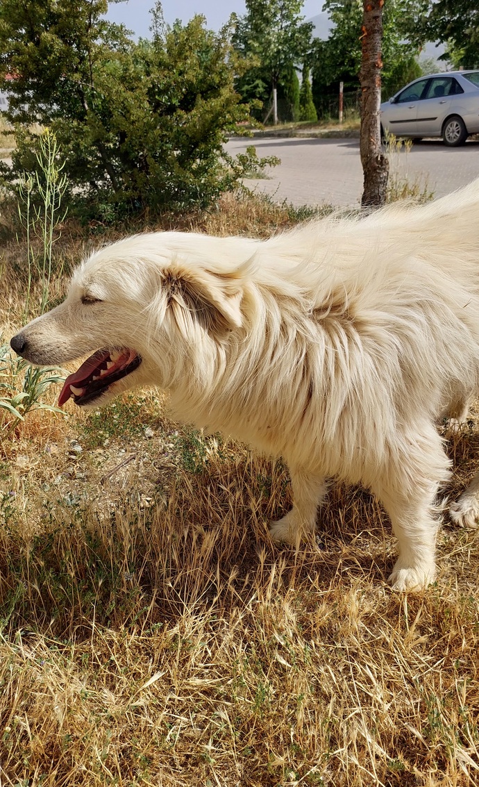 Bu tatlı köpeğin cinsi ne sizce 😍?