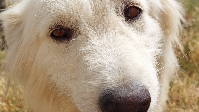 Bu tatlı köpeğin cinsi ne sizce 😍?