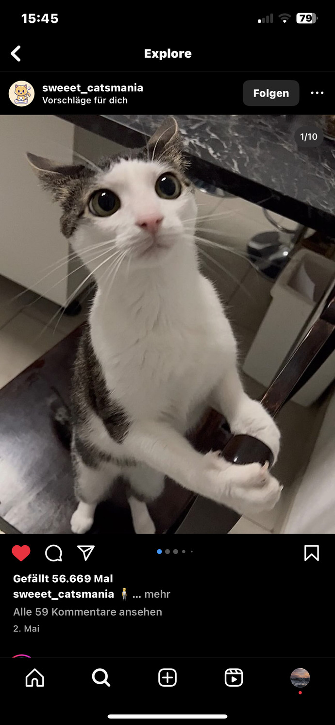 Miauu