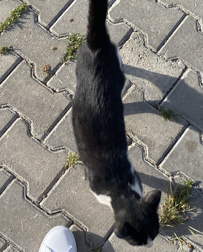 Bu kedi niye devamlı peşimde?