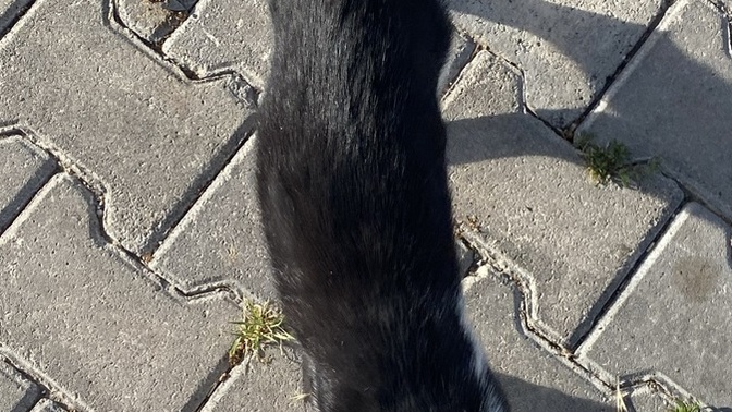 Bu kedi niye devamlı peşimde?