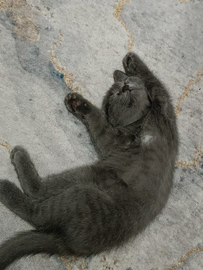 Yeni kedi sahiplenenler için neler söylemek istersiniz?