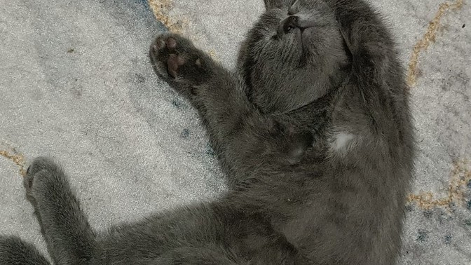 Yeni kedi sahiplenenler için neler söylemek istersiniz?