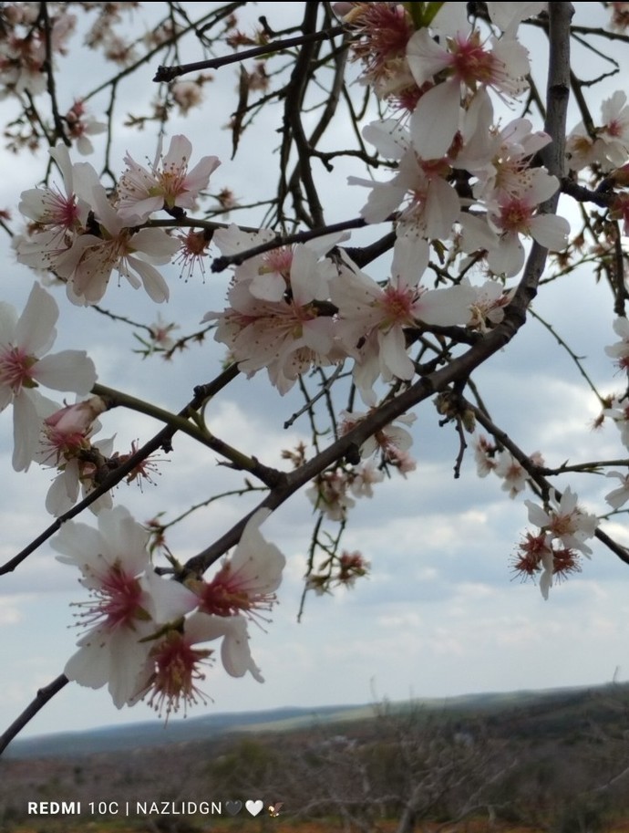 🌸