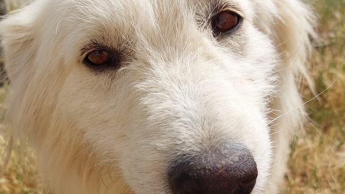 Bu tatlı köpekler uyutulsun diyenler nasıl kıyıyorsunuz şunlara?