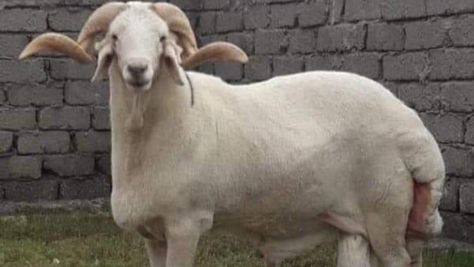 Sevdiğim kızın babası kurbanda koyun kesiyor, biz dana, biz daha zengin olduğumuz ayrı dünyaların insanı mıyız?