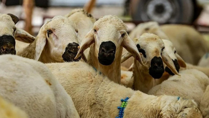 İyi bayramlar! 🐑 Bayramda neler yapacaksınız?