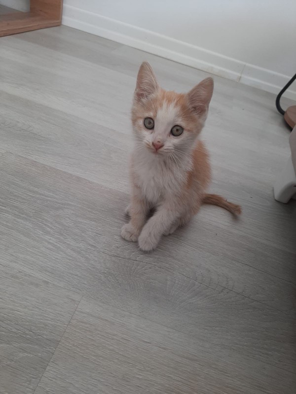 Kediler ile oyunlar oynar mısınız?