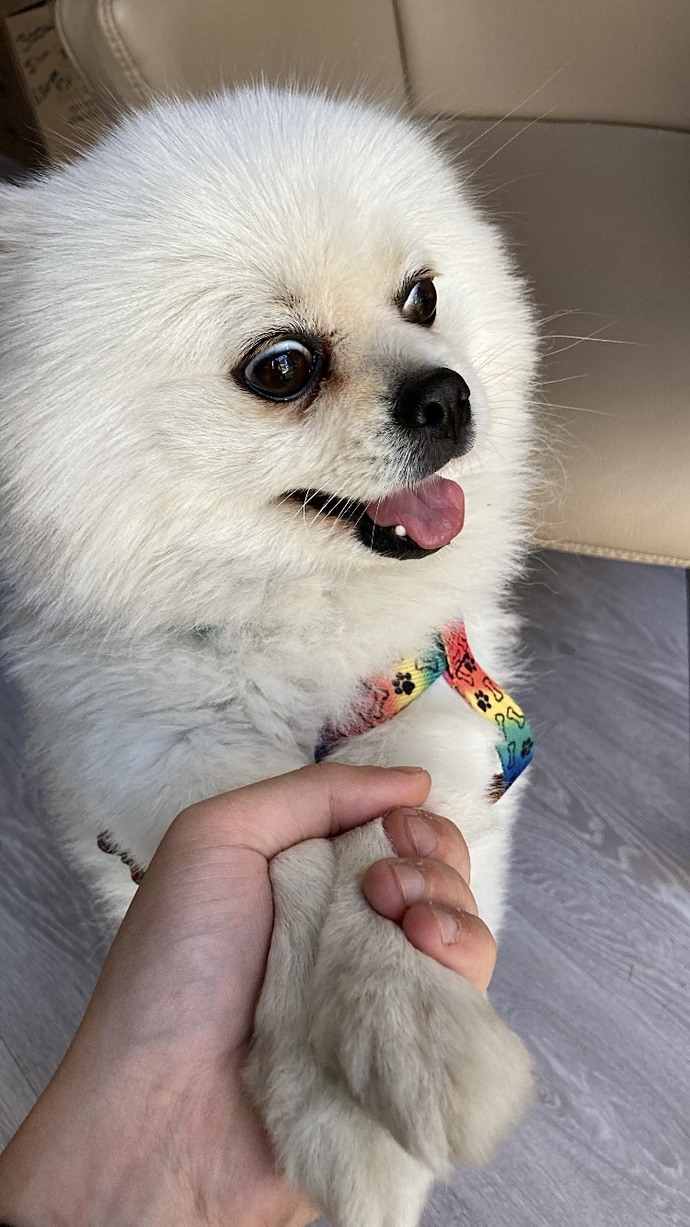 Köpüşümüz Harry sevimli mi 🐶?