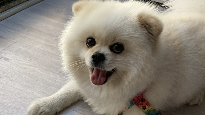Köpüşümüz Harry sevimli mi 🐶?