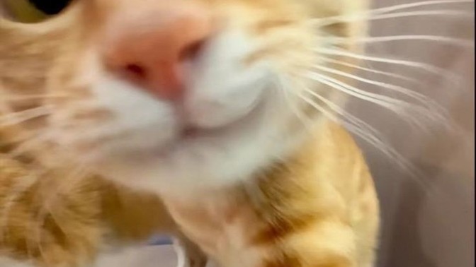 Selfie çekmesini biliyor musunuz?