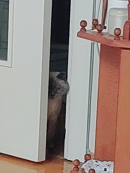 Evcil hayvanınız var mi?