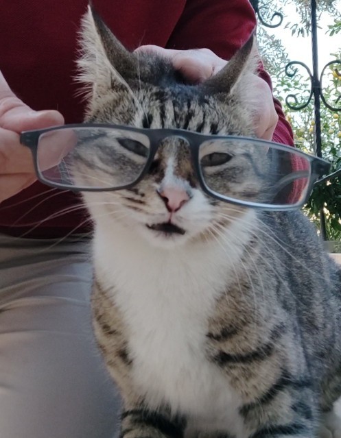 Evcil hayvanınız var mi?