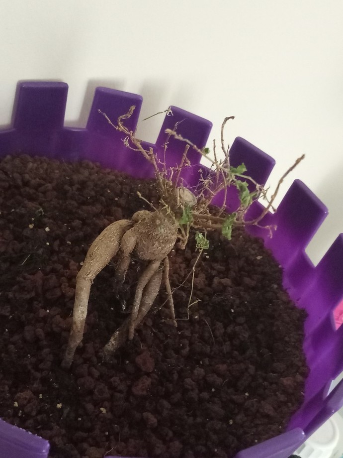 Bonsai Ağacına Nasıl Bakılır?