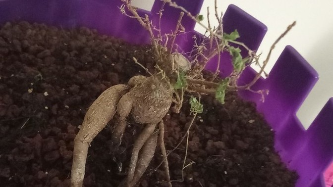 Bonsai Ağacına Nasıl Bakılır?