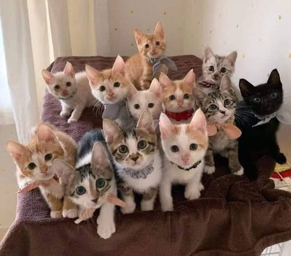 Ne kadar ponçiksin, kendini 100 üzerinden puanla bakalım?