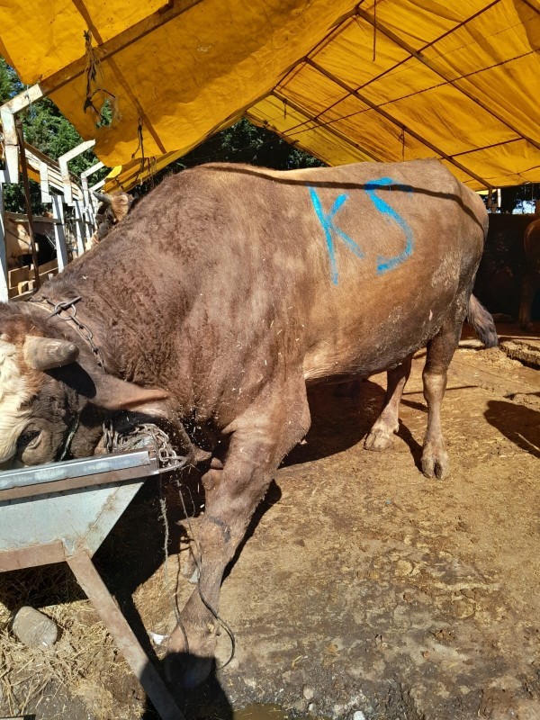 Kurban olurum dediğiniz şeyler var mı?