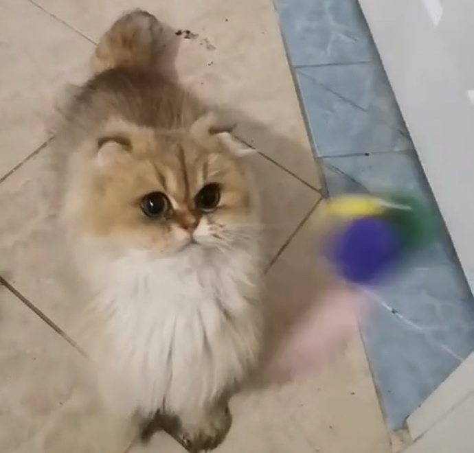 SİZCE BANA HEDİYE GELECEK BU KEDİ NASIL?