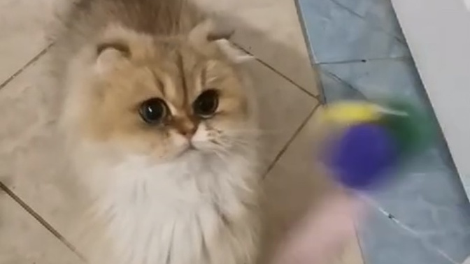 SİZCE BANA HEDİYE GELECEK BU KEDİ NASIL?