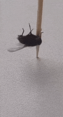 Sizce bu sokaklarda gezen ilaçlama araçları işe yariyo mu ya ben hala hamam böcekleri goruyorum ayrıca eve giriyorlar camdan?