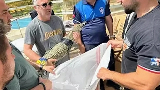 İstanbul Kartal’da bir evde timsah besleyen kişi gözaltına alındı, evde timsah beslemek normal mi?