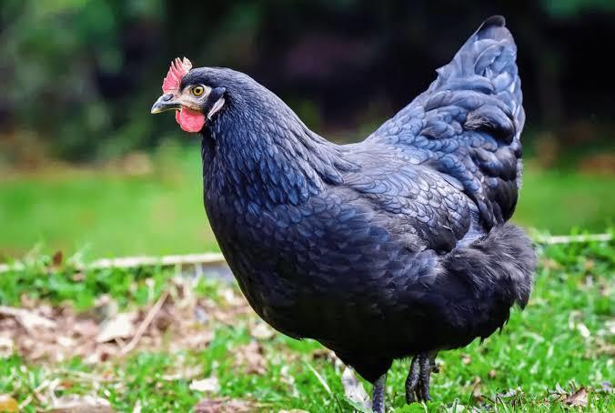 Sizce T-Rex bir canlının ulaşabileceği en üst potansiyelin bir örneği olabilir mi?