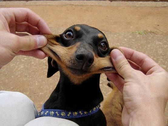 Hiç bir köpek tarafından peşlendiniz mi 🐕🐶?