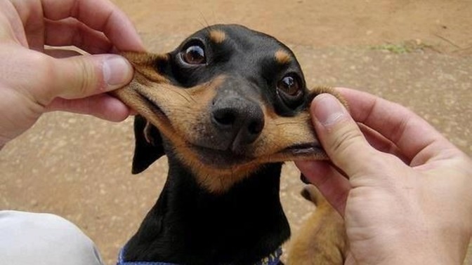 Hiç bir köpek tarafından peşlendiniz mi 🐕🐶?
