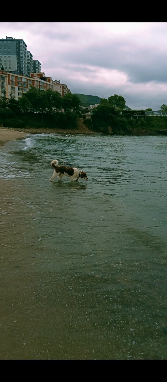 Hiç denize köpeğinizle girdiniz mi?