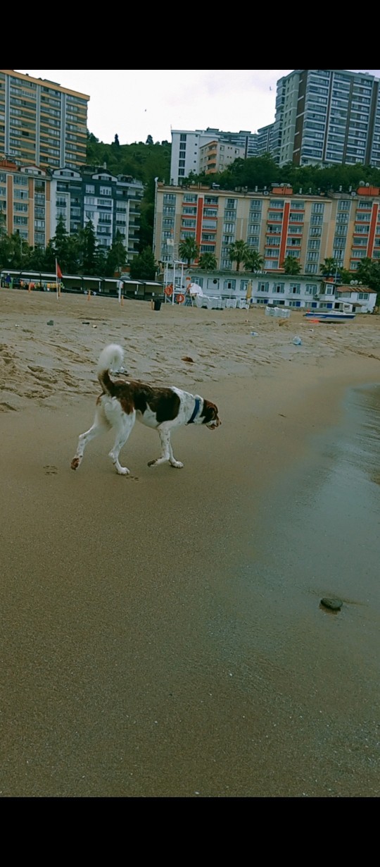 Hiç denize köpeğinizle girdiniz mi?