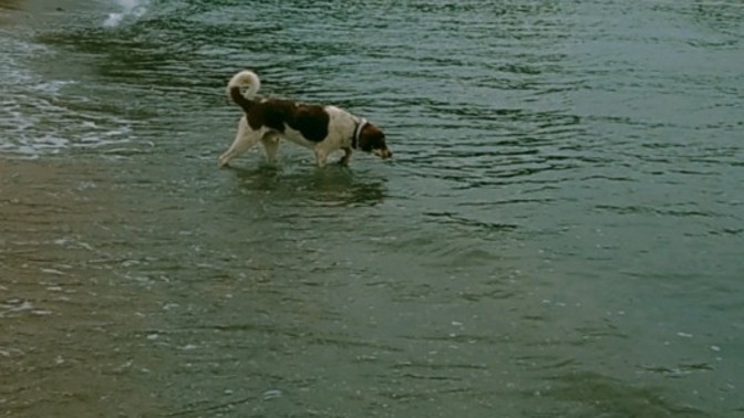 Hiç denize köpeğinizle girdiniz mi?
