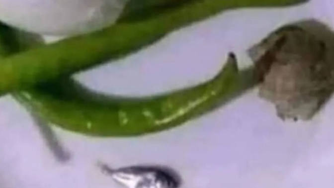 Akşama bol balıklı bi buğulama yapayım da yiyeyim diyorum 🤭🤭göz hakkınızı helal edin🤭olur mu?