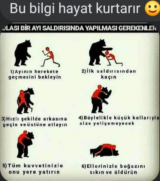 Ormanda ayıyla karşılaşılınca yapılması gerekenler sizce bunlar doğrumu olabilirmi😂?