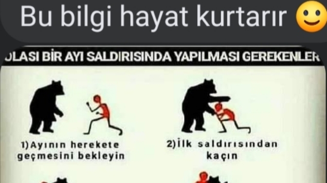 Ormanda ayıyla karşılaşılınca yapılması gerekenler sizce bunlar doğrumu olabilirmi😂?