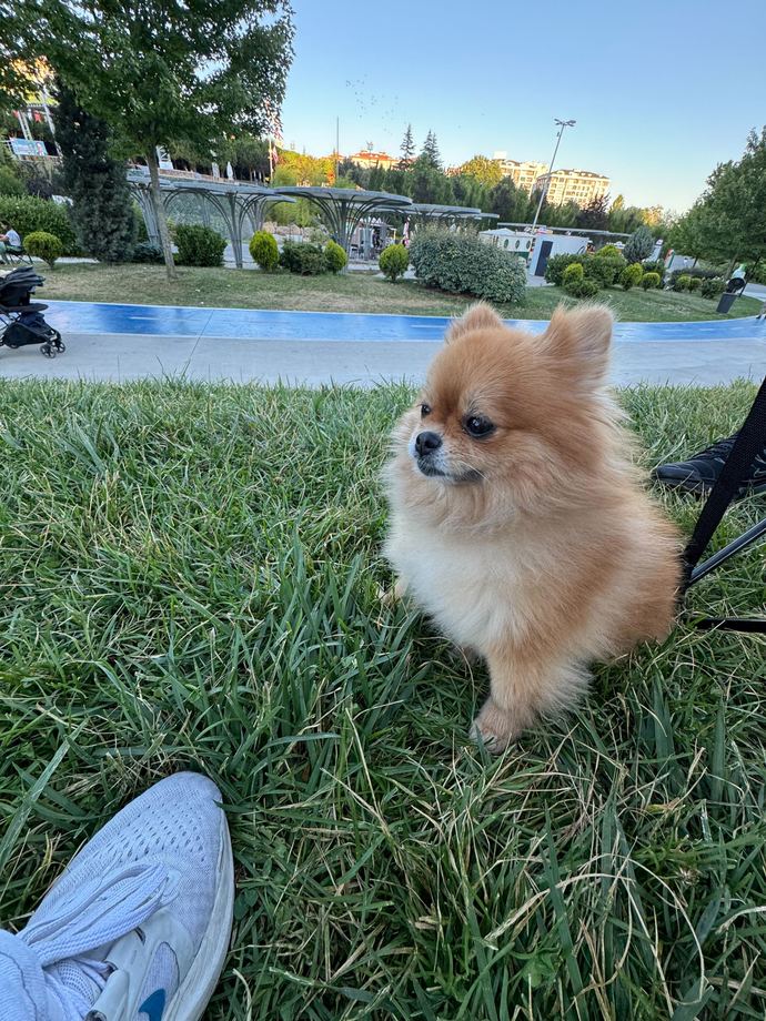 Bu köpeğin en sevdiği yiyecek sizce nedir?