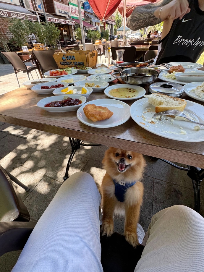Bu köpeğin en sevdiği yiyecek sizce nedir?