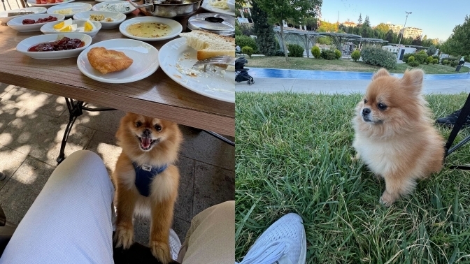 Bu köpeğin en sevdiği yiyecek sizce nedir?