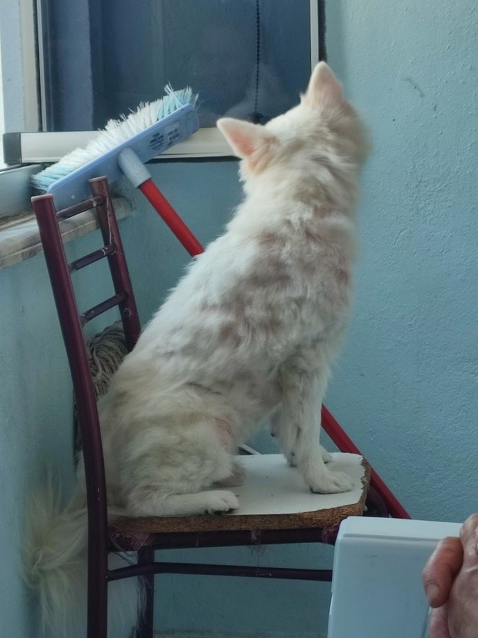 Yaz geldi diye tüylerini kestik komik mi olmuş?
