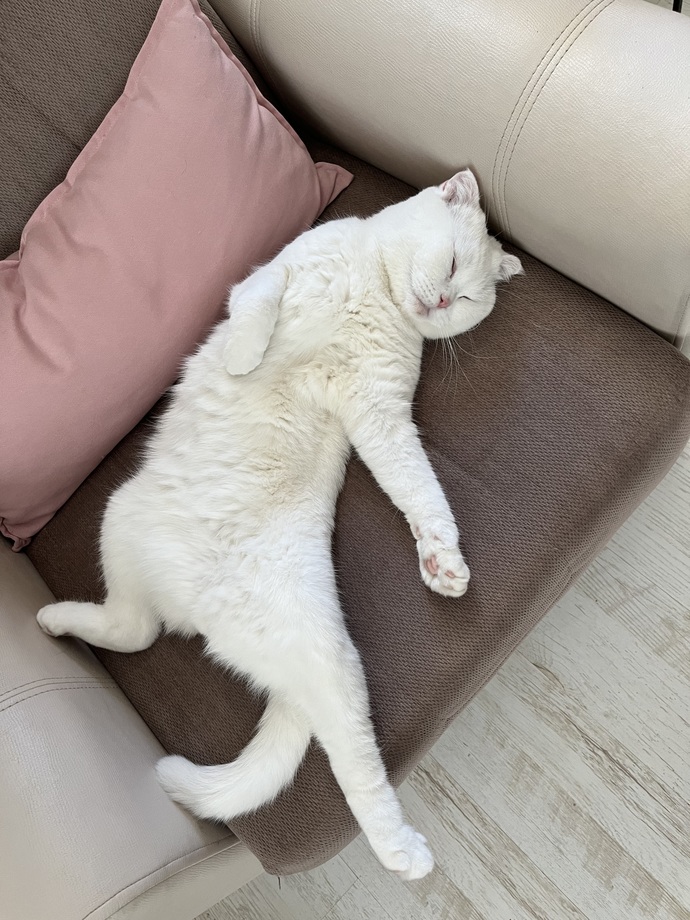 En çok sevdiğiniz hayvan hangisi? Neden?