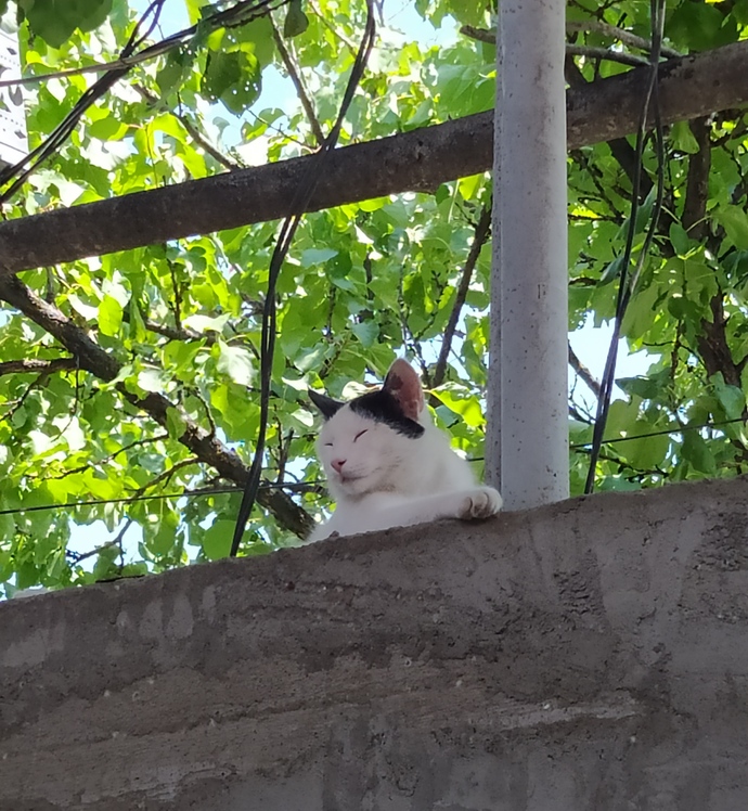 Sahiplenmek isteyenler yorum yapsın satıyorum masrafı da çok değil🤭🤭kendisi biraz kırılgan küsünce evden kaçıyor 🤭?