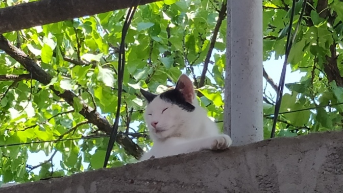 Sahiplenmek isteyenler yorum yapsın satıyorum masrafı da çok değil🤭🤭kendisi biraz kırılgan küsünce evden kaçıyor 🤭?